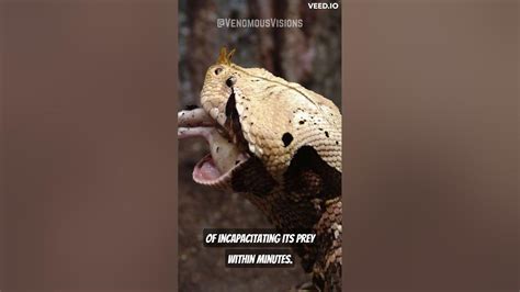  The Venomous Viper - Unraveling Lessons of Greed and Deception from a Nigerian Folk Tale!